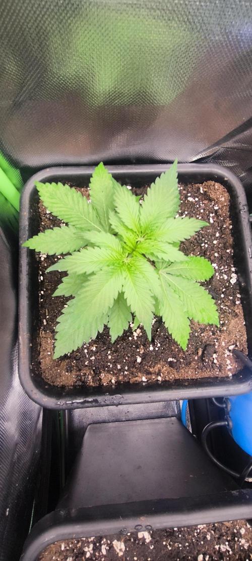 Sunday Punch Early Version. Week 4 - Tag:24