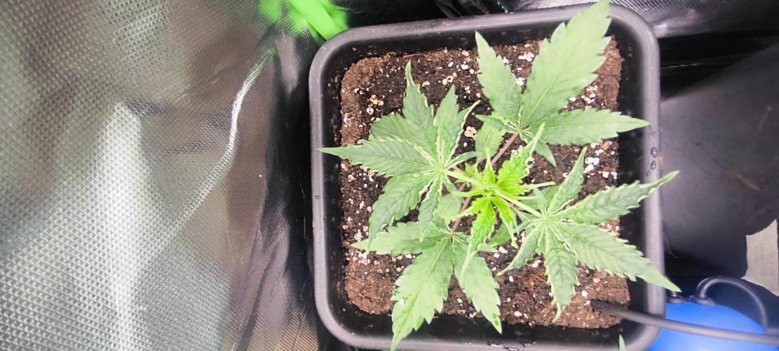 Sunday Punch Early Version. Week 4 - Tag:24