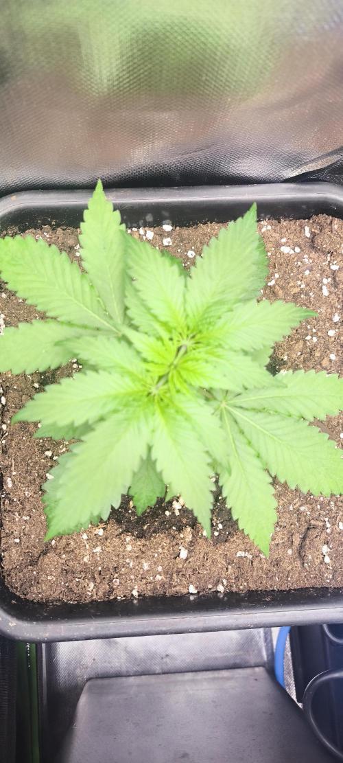 Sunday Punch Early Version. Week 4 - Tag:25