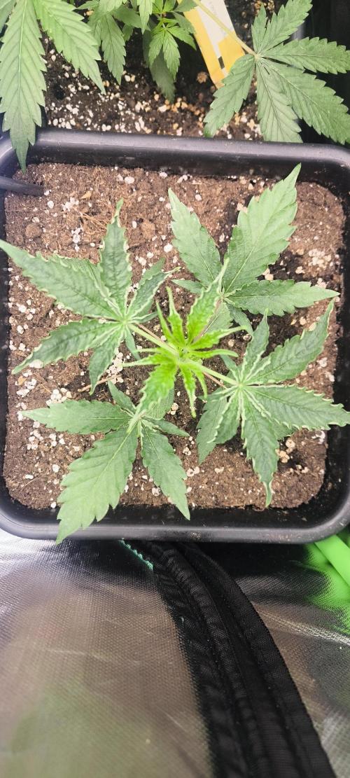 Sunday Punch Early Version. Week 4 - Tag:25