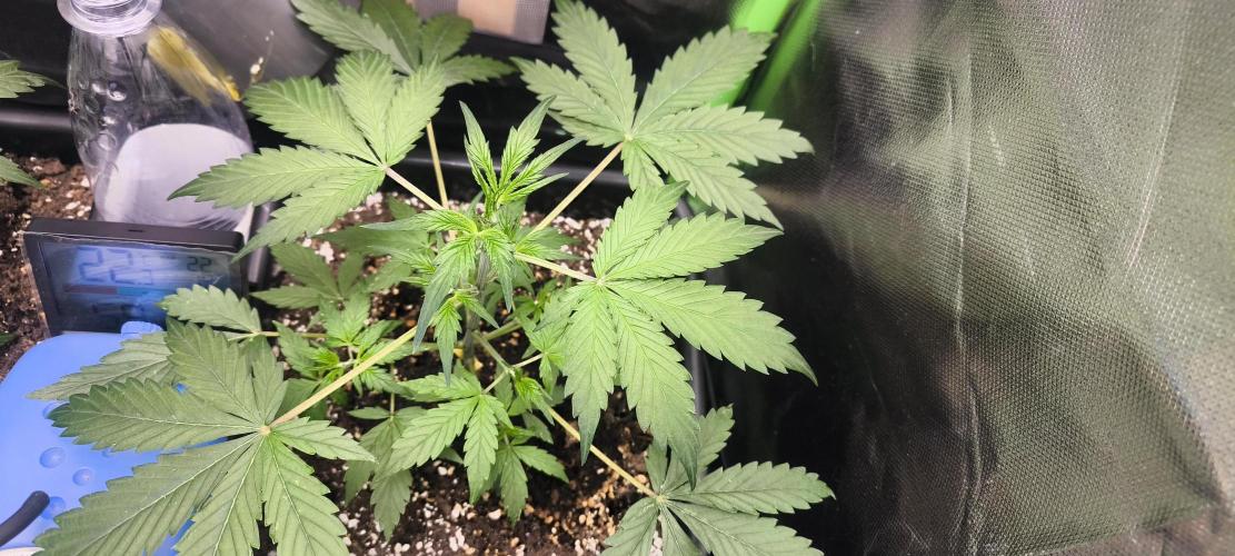 CBD Auto 20:1 Fast Buds. Week 4 - Tag:24