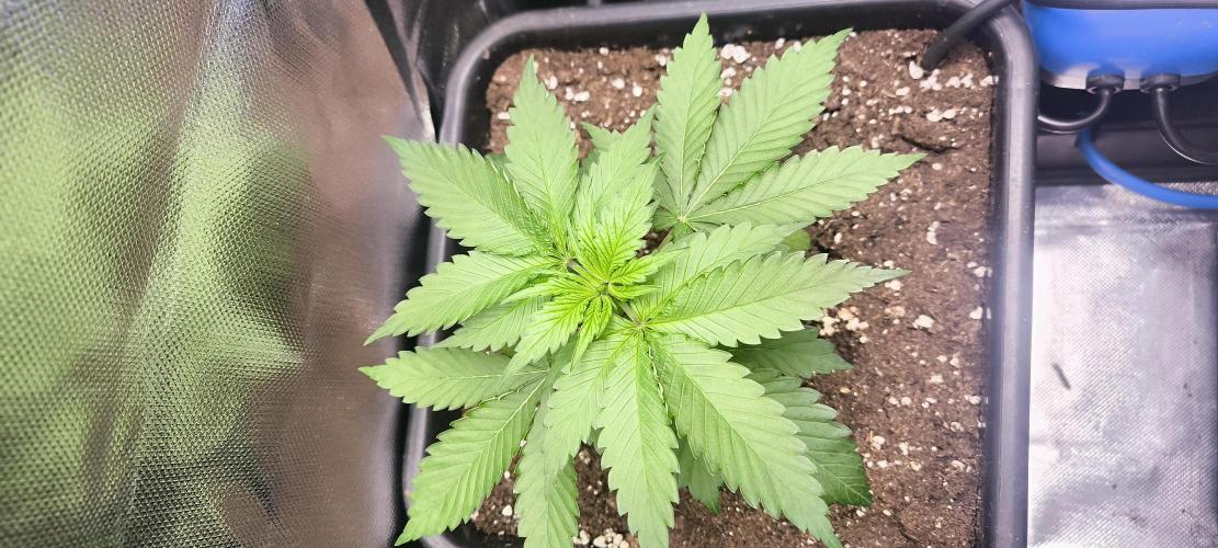 Sunday Punch Early Version. Week 4 - Tag:26