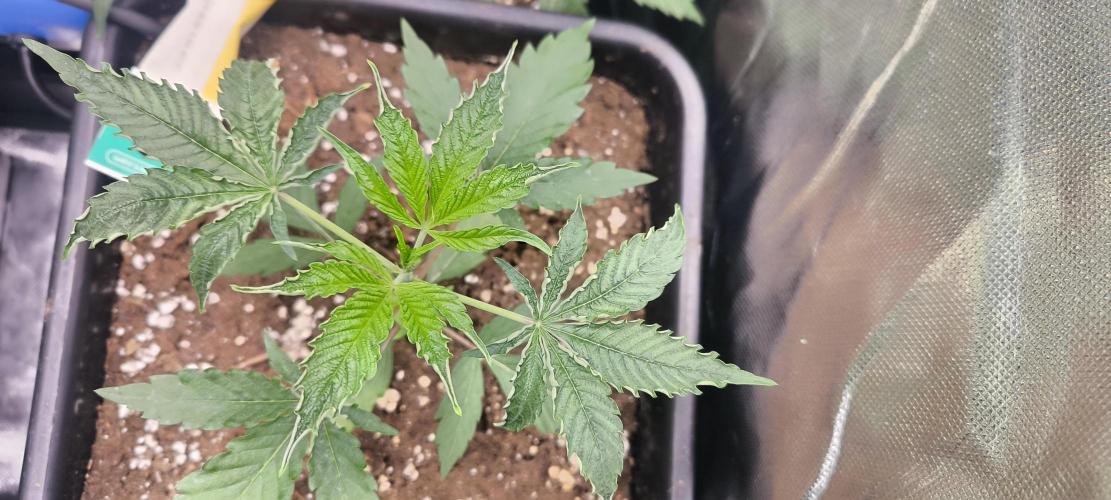 Sunday Punch Early Version. Week 4 - Tag:26