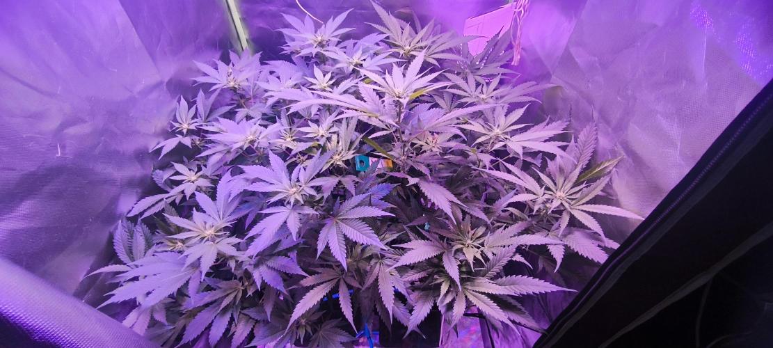 Gorilla Skittlez,Girl scout  Cookies. Week 6 - BT:14