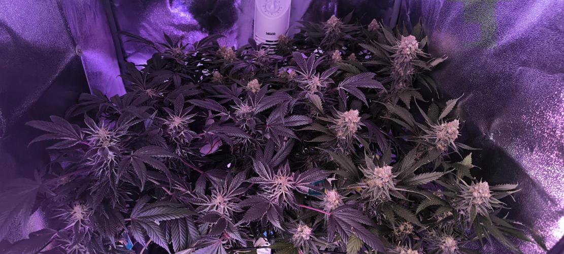 Bruce Banner,Gorilla Skittlez. Week 7 - BT:43