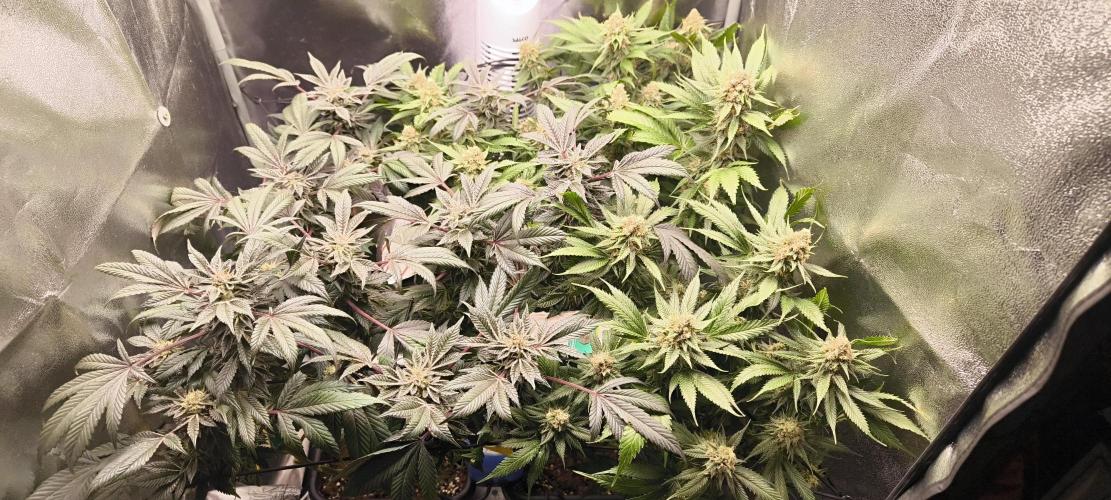 Bruce Banner,Gorilla Skittlez. Week 7 - BT:43