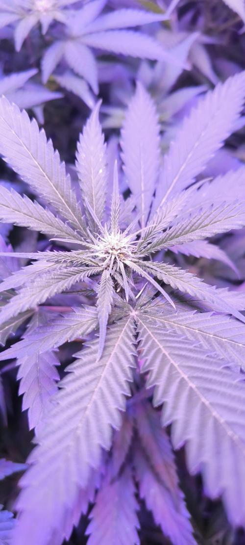 Gorilla Skittlez,Girl scout  Cookies. Week 7 - BT:15