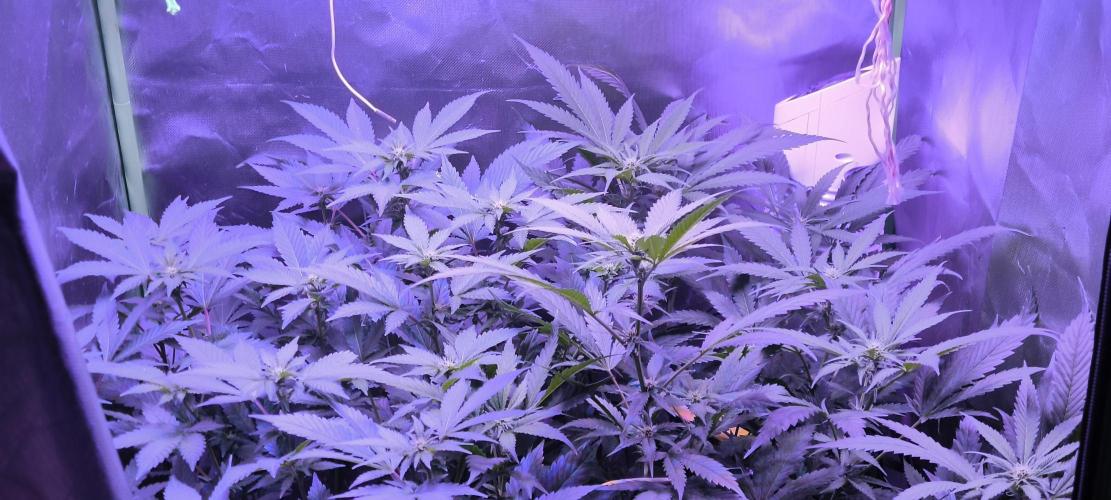 Gorilla Skittlez,Girl scout  Cookies. Week 7 - BT:15