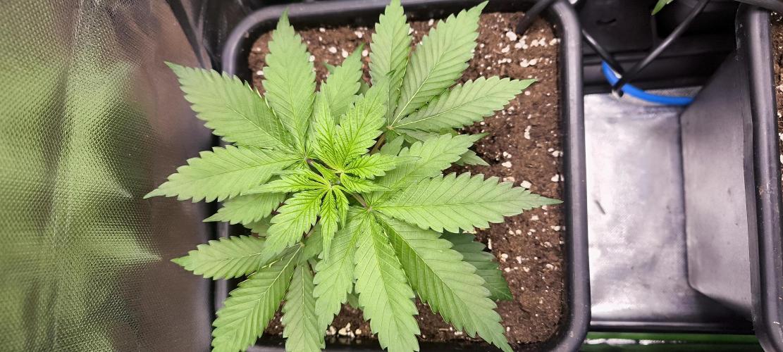 Sunday Punch Early Version. Week 4 - Tag:27