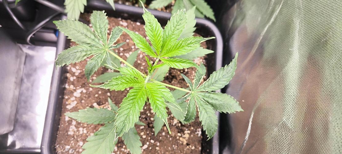 Sunday Punch Early Version. Week 4 - Tag:27