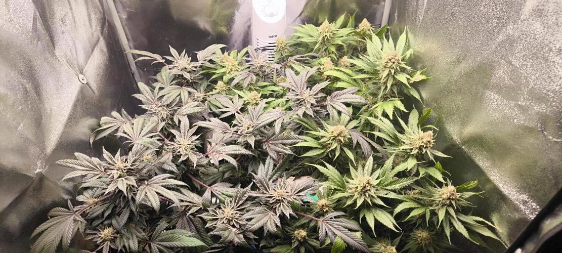 Bruce Banner,Gorilla Skittlez. Week 7 - BT:44