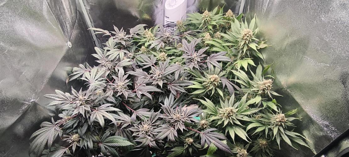 Bruce Banner,Gorilla Skittlez. Week 7 - BT:45