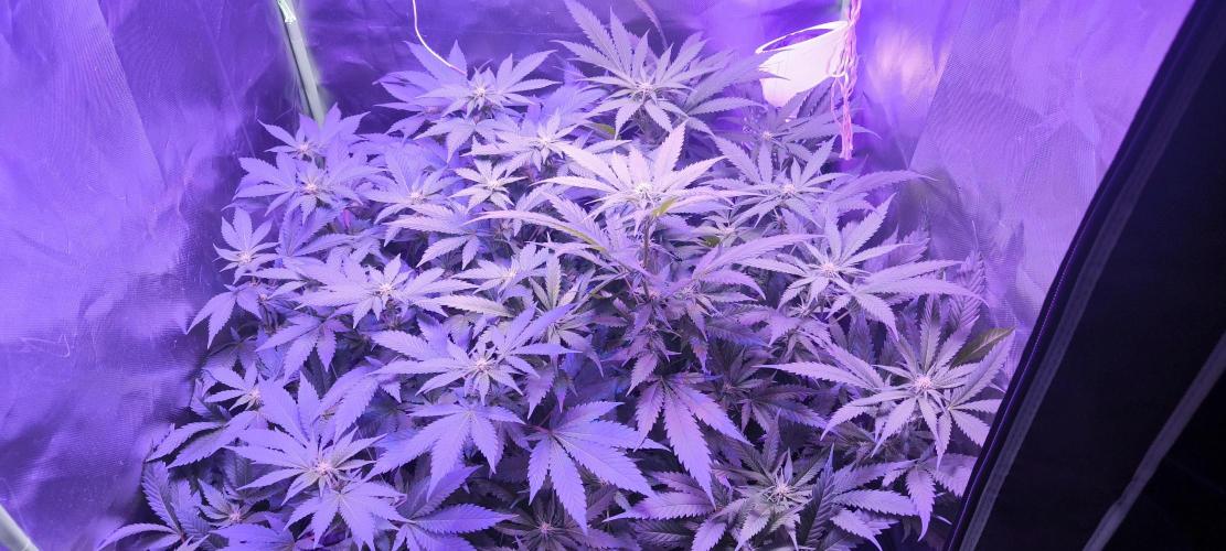 Gorilla Skittlez,Girl scout  Cookies. Week 7 - BT:16