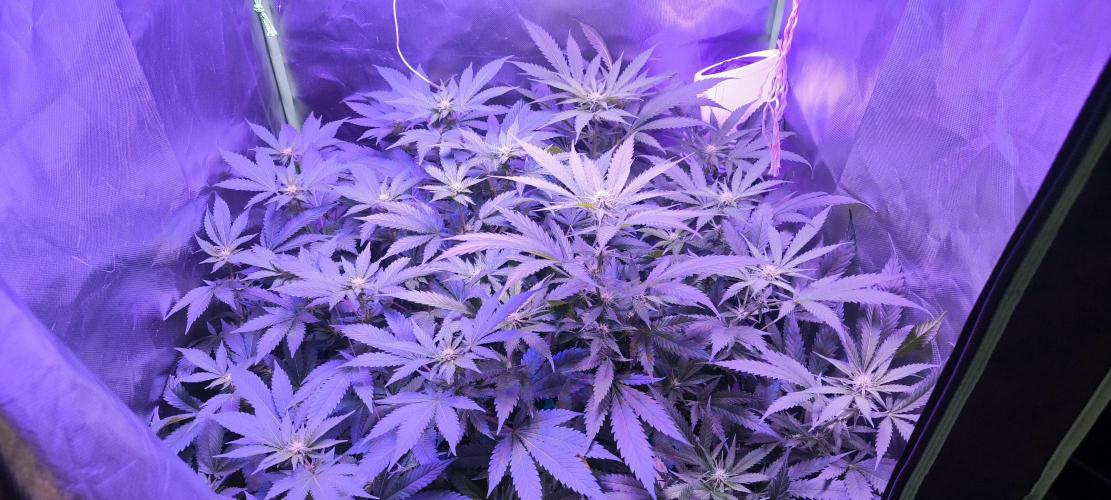 Gorilla Skittlez,Girl scout  Cookies. Week 7 - BT:17