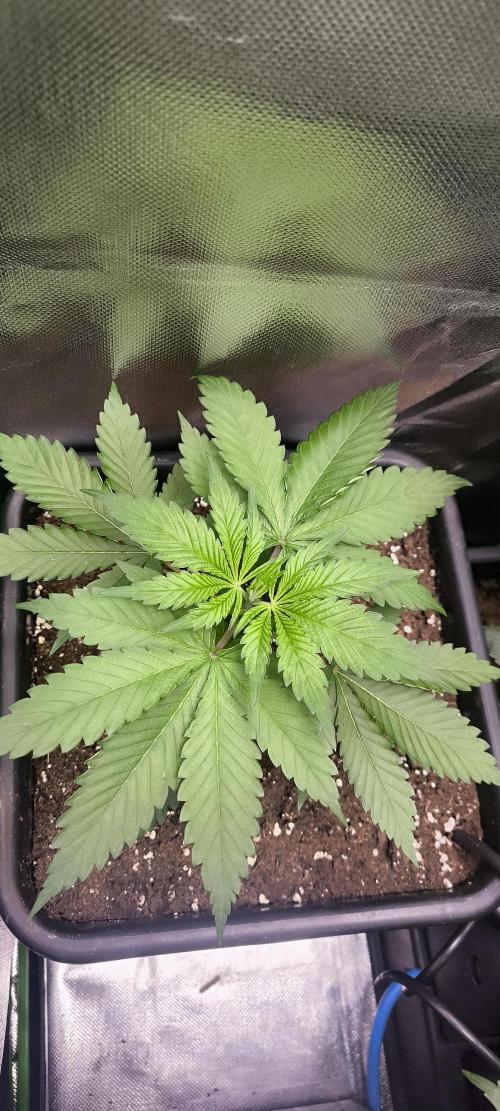 Sunday Punch Early Version. Week 4 - Tag:28