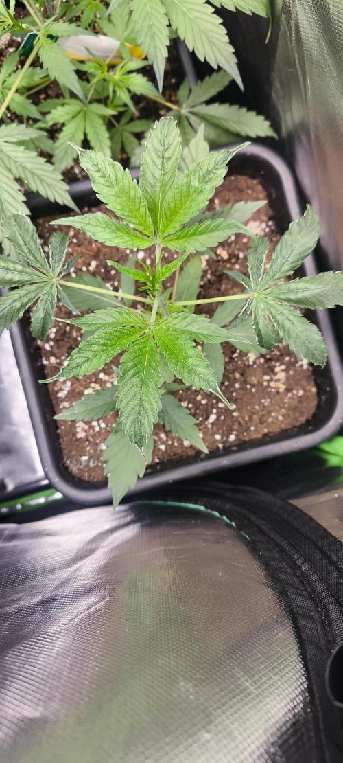 Sunday Punch Early Version. Week 4 - Tag:28