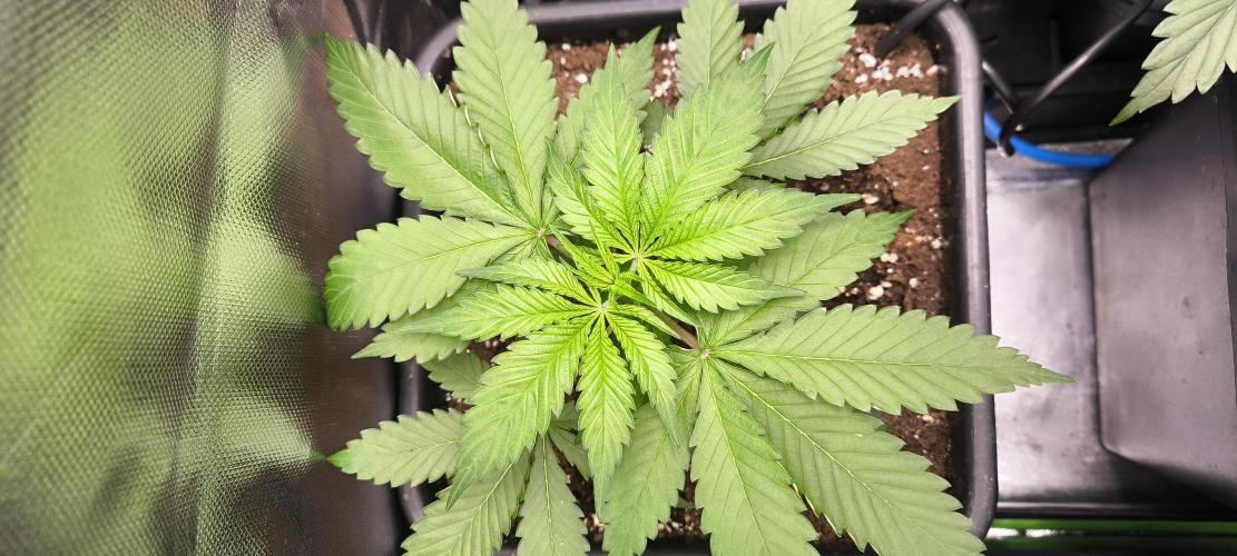 Sunday Punch Early Version. Week 5 - Tag:29