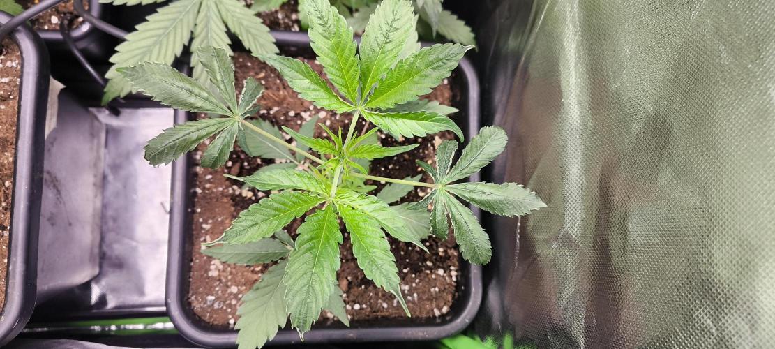 Sunday Punch Early Version. Week 5 - Tag:29