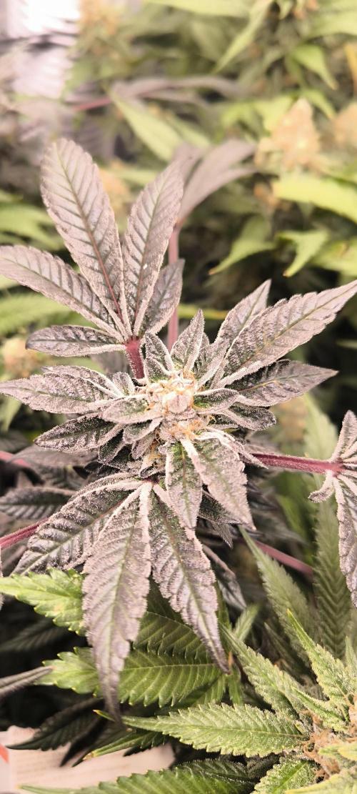 Bruce Banner,Gorilla Skittlez. Week 7 - BT:47