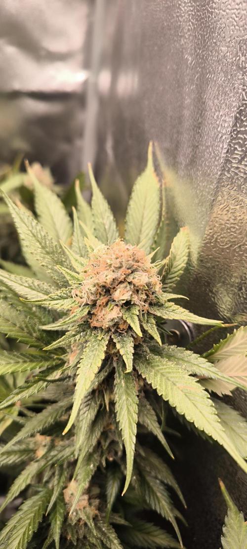 Bruce Banner,Gorilla Skittlez. Week 7 - BT:47