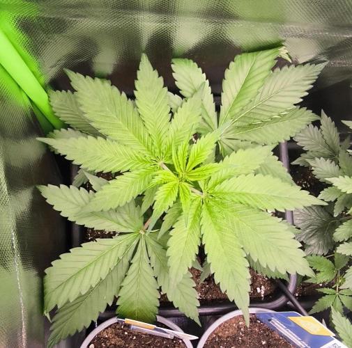 Sunday Punch Early Version. Week 5 - Tag:30