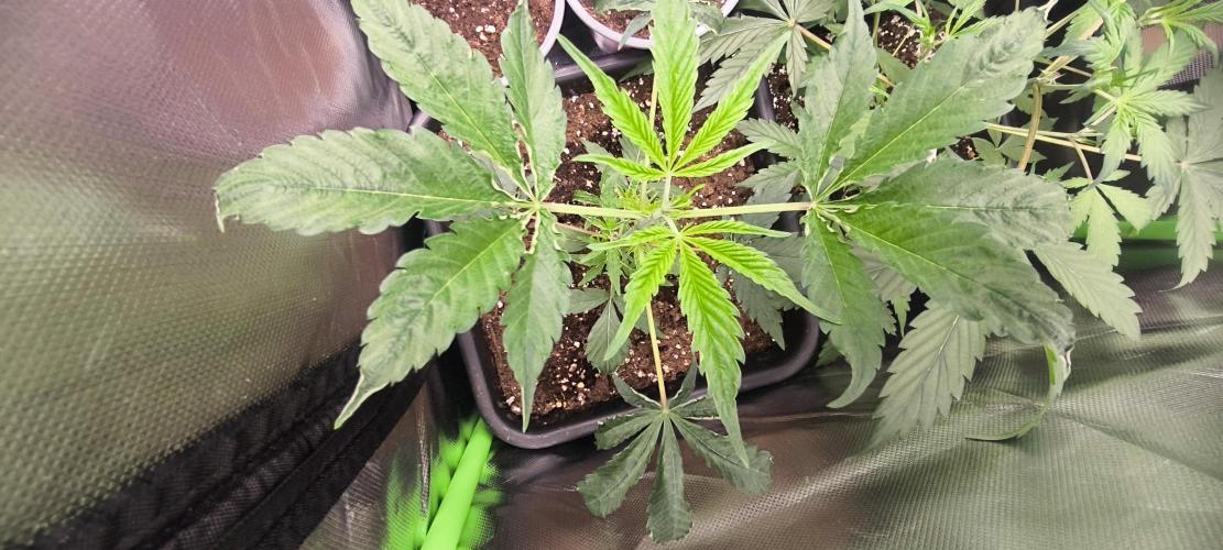 Sunday Punch Early Version. Week 5 - Tag:30