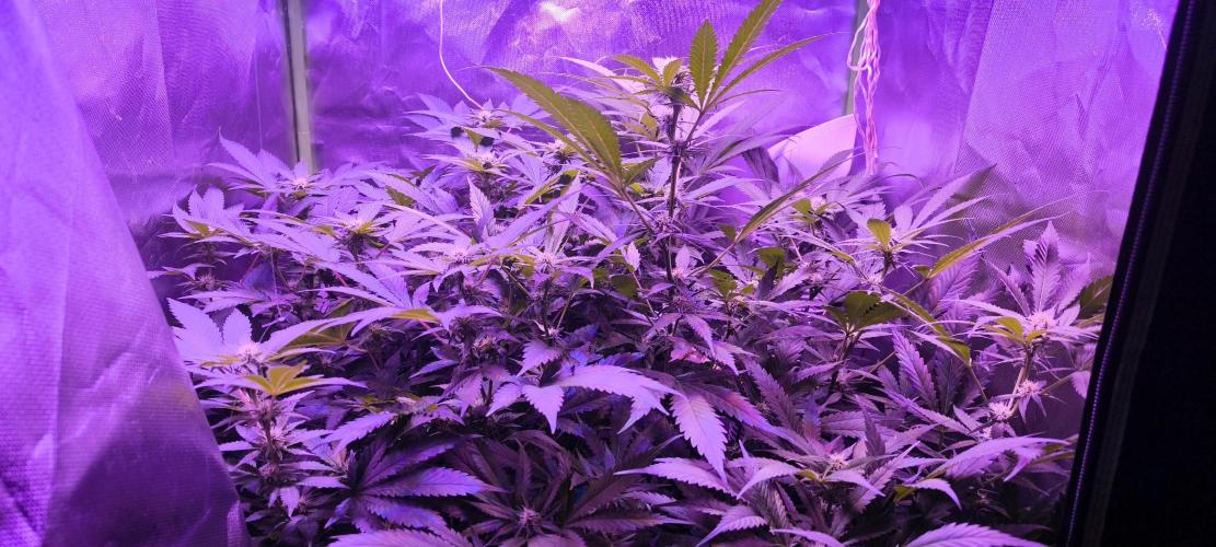 Gorilla Skittlez,Girl scout  Cookies. Week 7 - BT:18