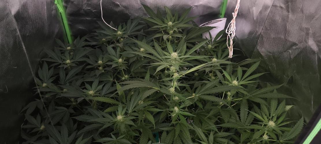 Gorilla Skittlez,Girl scout  Cookies. Week 7 - BT:19