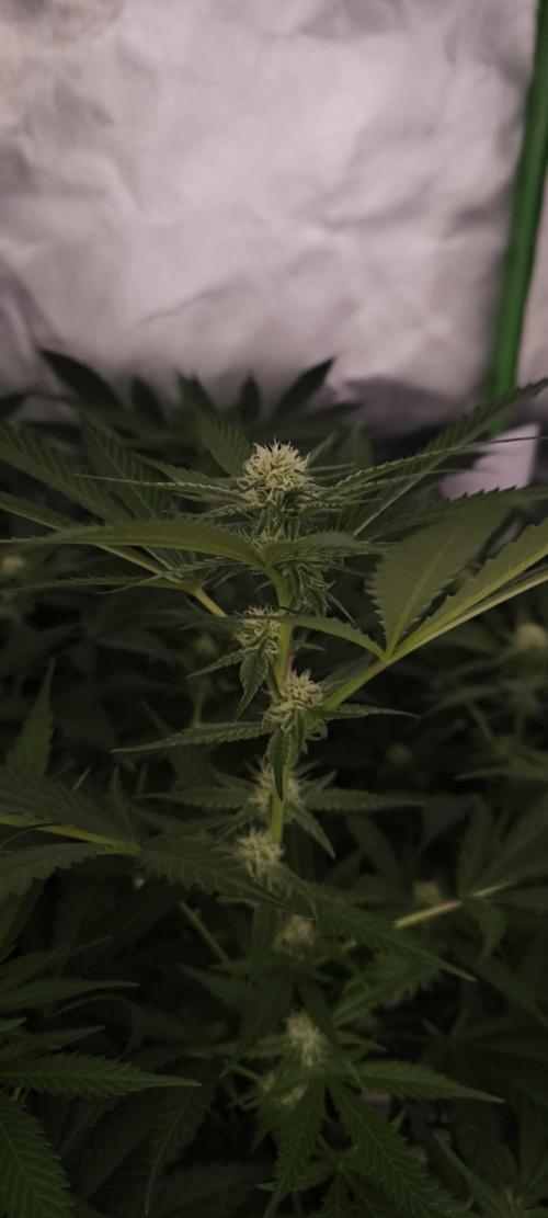 Gorilla Skittlez,Girl scout  Cookies. Week 7 - BT:19