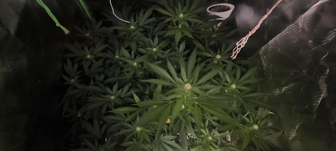 Gorilla Skittlez,Girl scout  Cookies. Week 7 - BT:19