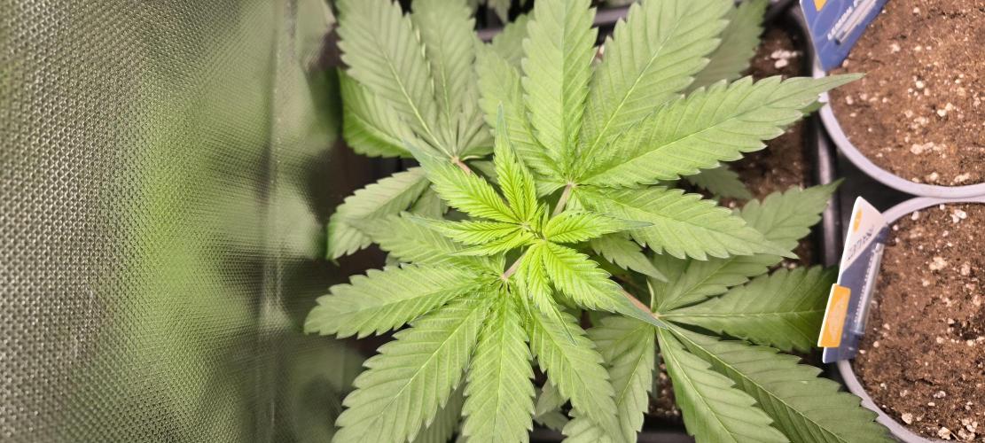 Sunday Punch Early Version. Week 5 - Tag:31