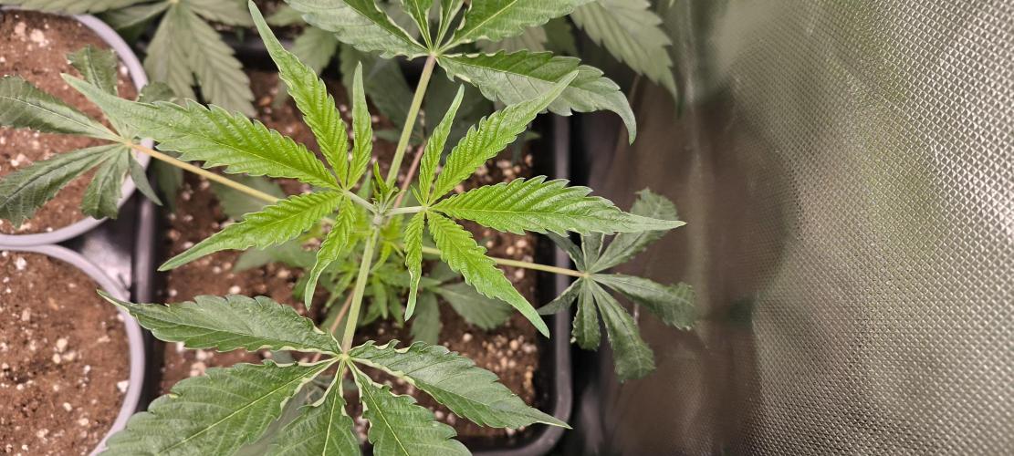 Sunday Punch Early Version. Week 5 - Tag:31