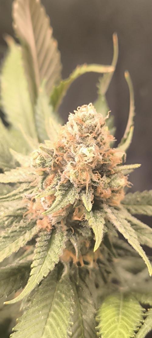 Bruce Banner,Gorilla Skittlez. Week 7 - BT:49