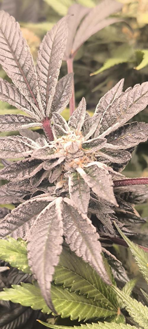 Bruce Banner,Gorilla Skittlez. Week 7 - BT:49