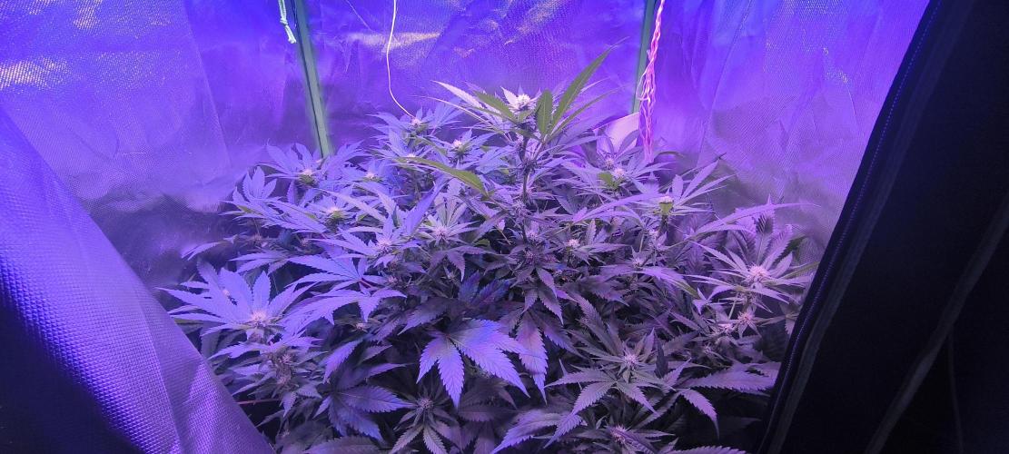 Gorilla Skittlez,Girl scout  Cookies. Week 7 - BT:20