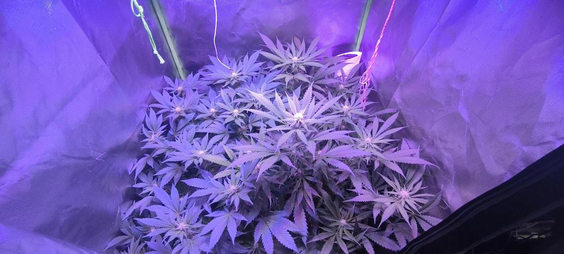 Gorilla Skittlez,Girl scout  Cookies. Week 7 - BT:21