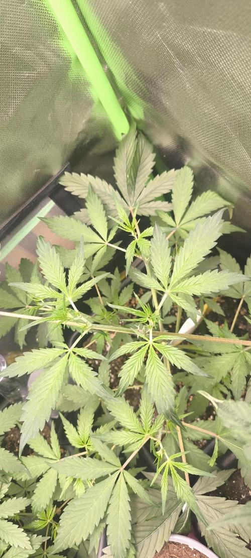 CBD Auto 20:1 Fast Buds. Week 5 - Tag:32