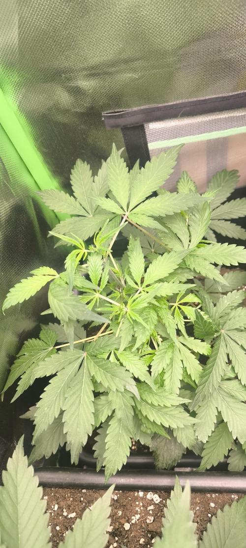 CBD Auto 20:1 Fast Buds. Week 5 - Tag:32