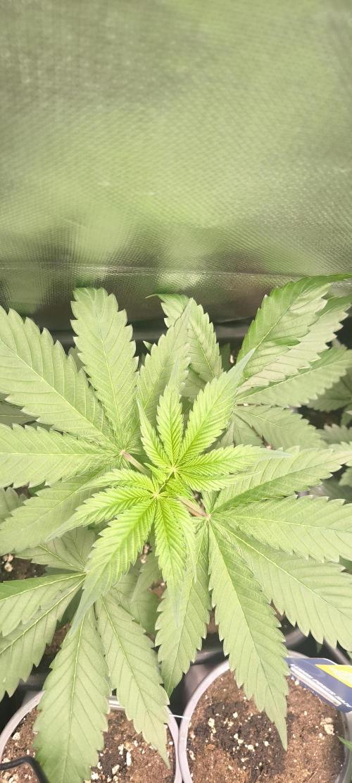 Sunday Punch Early Version. Week 5 - Tag:32