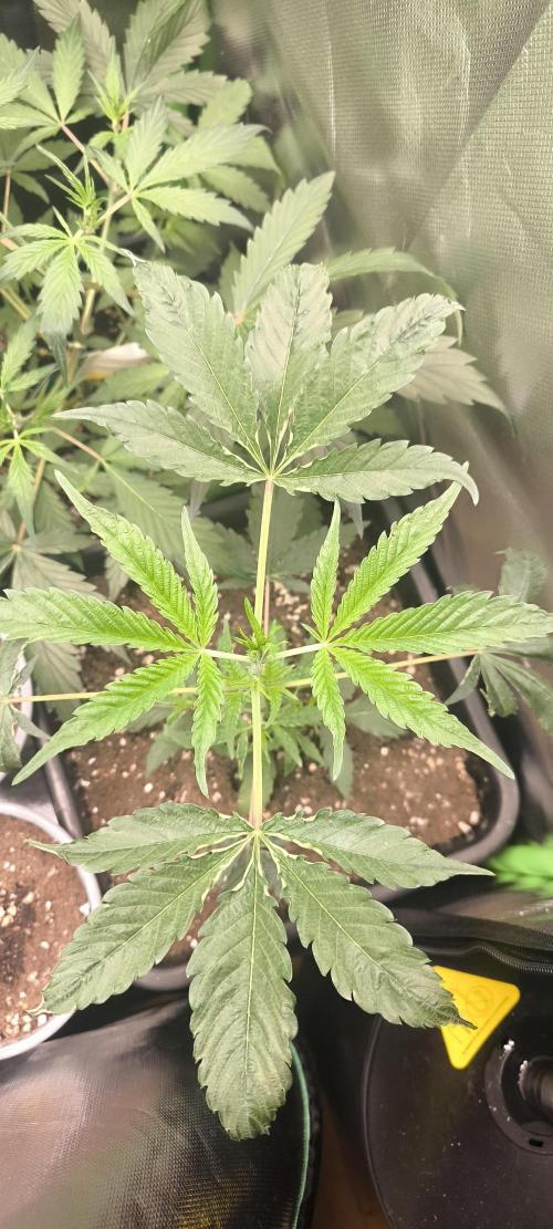 Sunday Punch Early Version. Week 5 - Tag:32