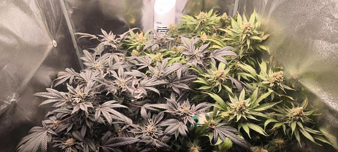 Bruce Banner,Gorilla Skittlez. Week 8 - BT:50