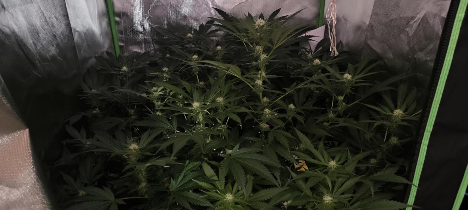 Gorilla Skittlez,Girl scout  Cookies. Week 8 - BT:22