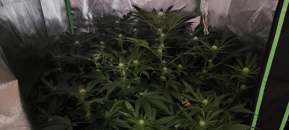 Gorilla Skittlez,Girl scout  Cookies. Week 8 - BT:22