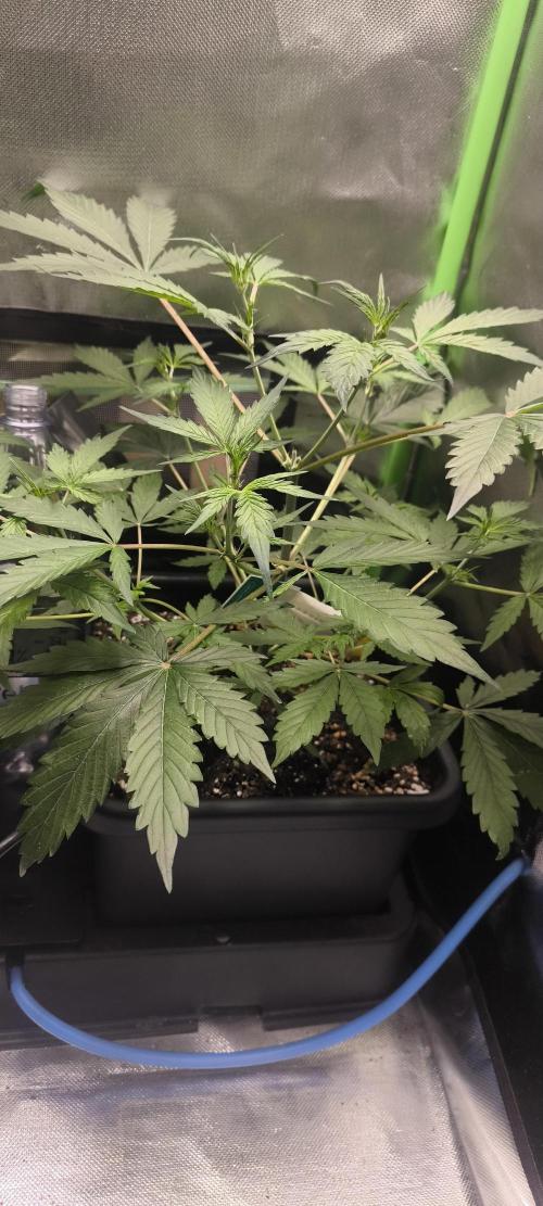 CBD Auto 20:1 Fast Buds. Week 5 - Tag:33