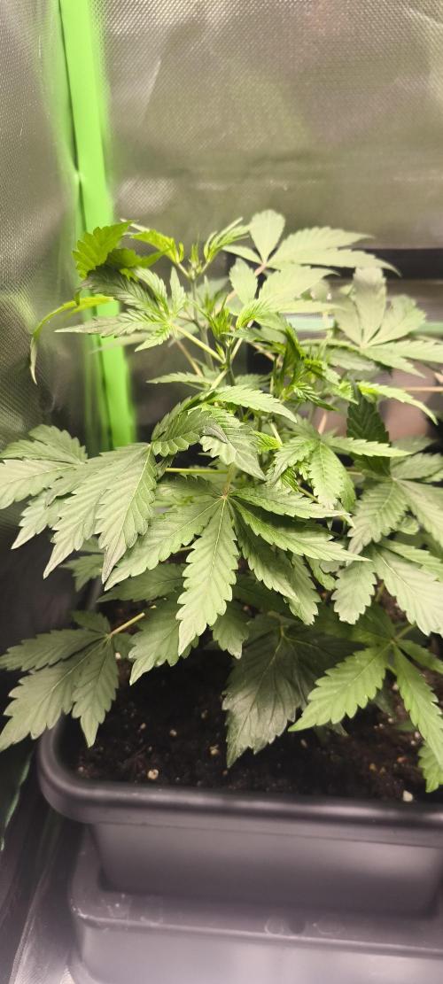 CBD Auto 20:1 Fast Buds. Week 5 - Tag:33