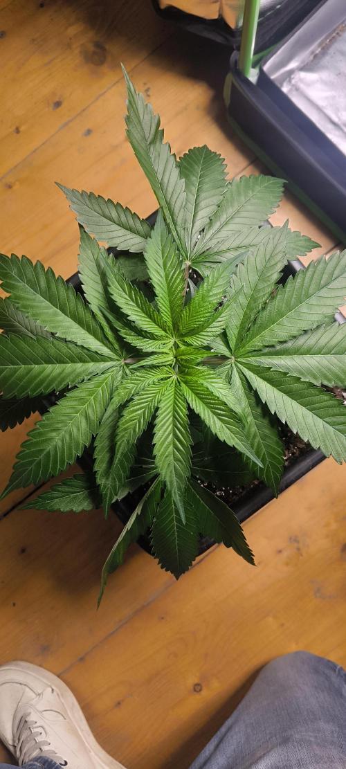 Sunday Punch Early Version. Week 5 - Tag:33