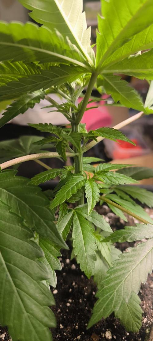 Sunday Punch Early Version. Week 5 - Tag:33