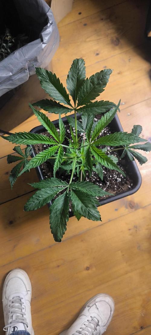 Sunday Punch Early Version. Week 5 - Tag:33