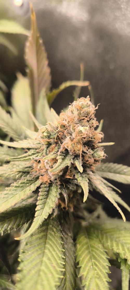 Bruce Banner,Gorilla Skittlez. Week 8 - BT:51