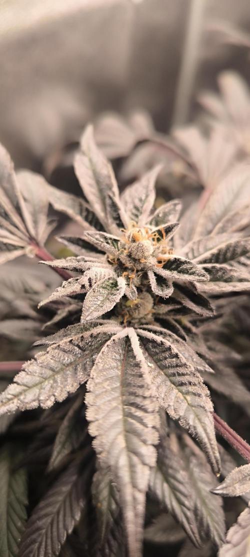 Bruce Banner,Gorilla Skittlez. Week 8 - BT:51